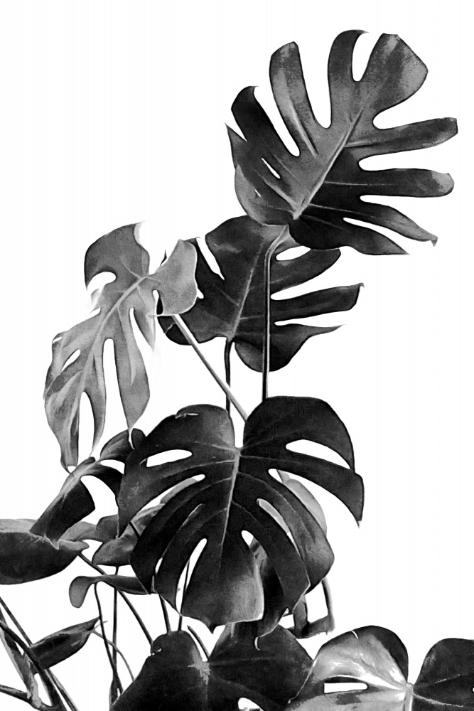 Monstera Black and White 09 von amini54