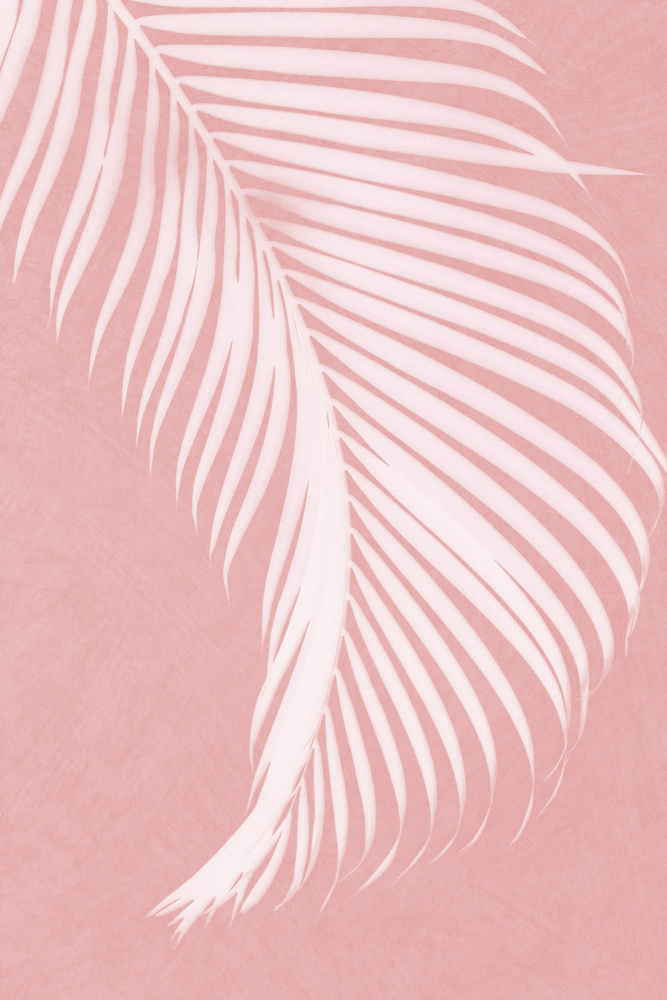 Palm Leaves On Pink Silhouette I von amini54