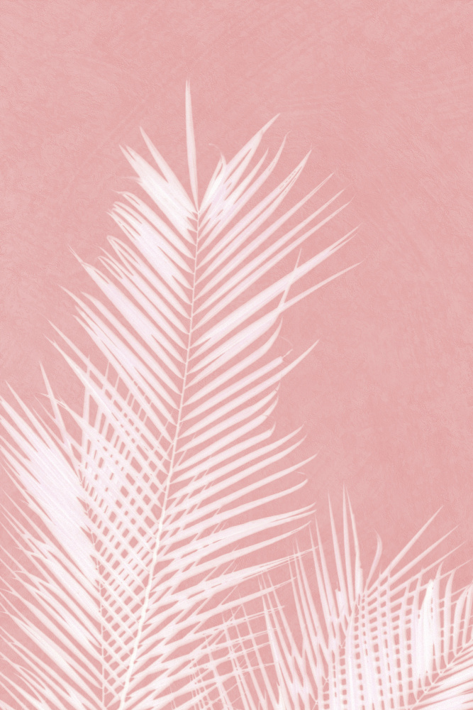 Palm Leaves On Pink Silhouette II von amini54