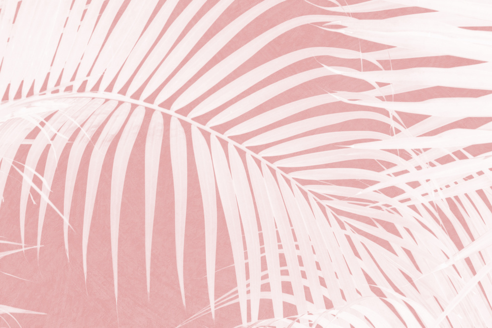 Palm Leaves On Pink Silhouette IV von amini54