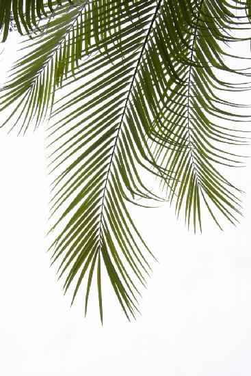 Palm Leaves Foliage Photo II