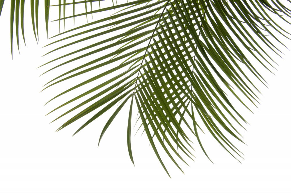 Palm Leaves Foliage Photo III von amini54