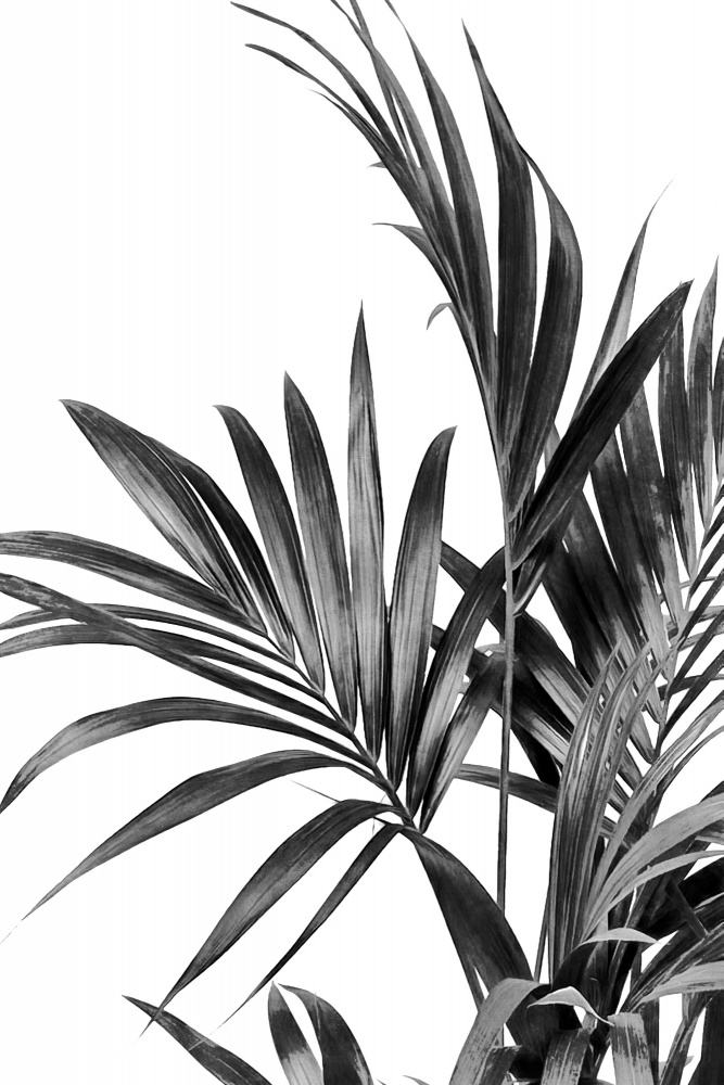 Palm Leaves Black and White 01 von amini54