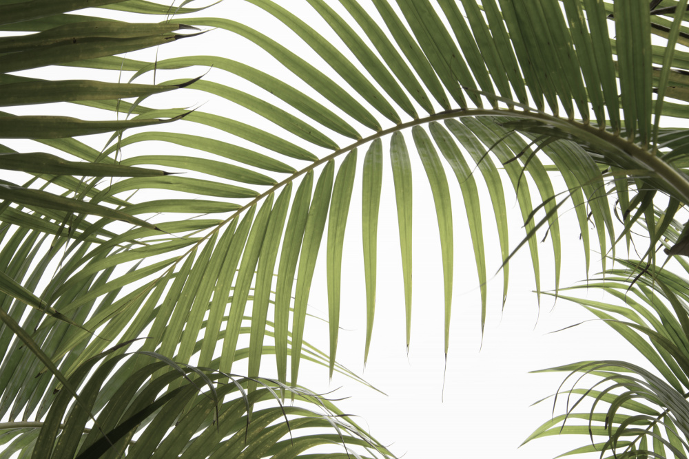 Palm Leaves Foliage Photo 01 von amini54