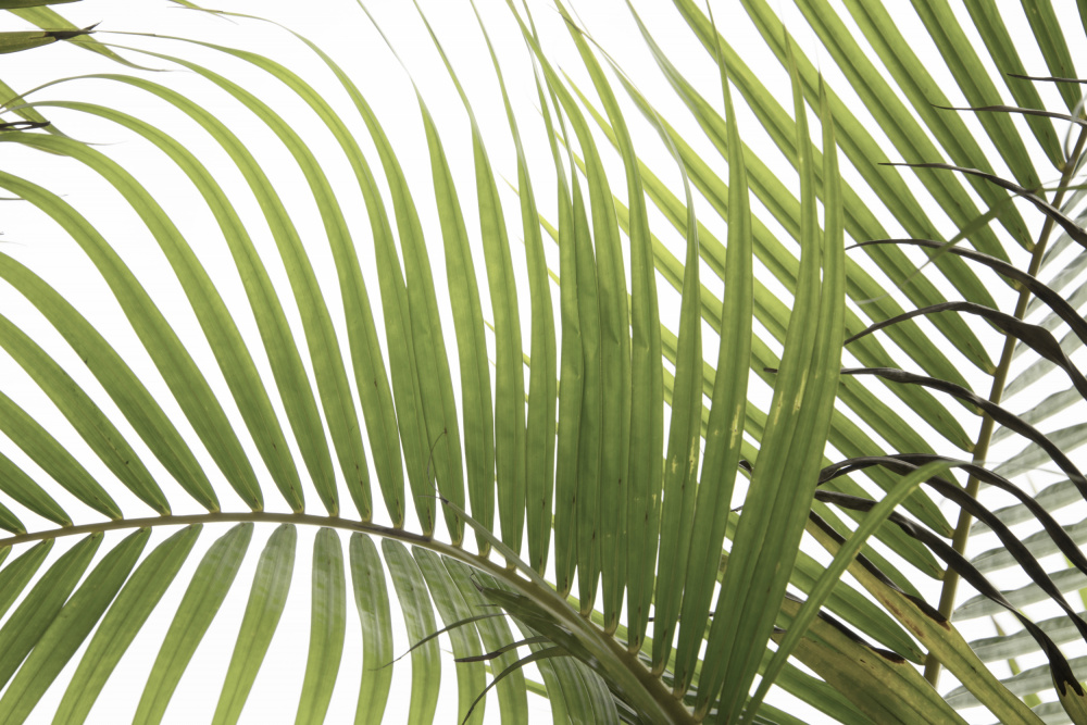 Palm Leaves Foliage Photo 02 von amini54