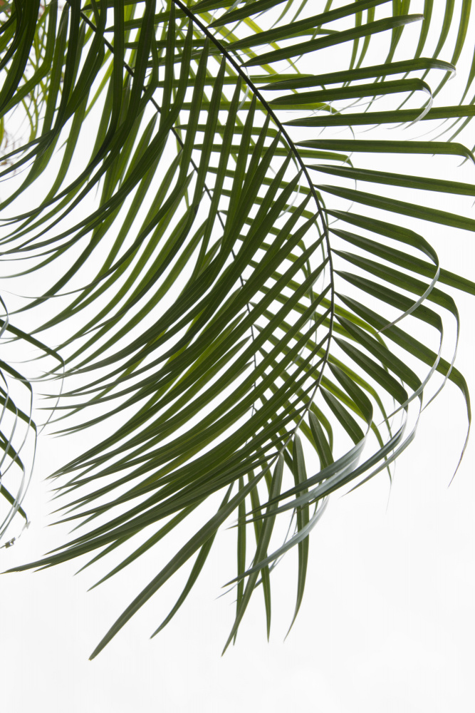 Palm Leaves Foliage Photo I von amini54