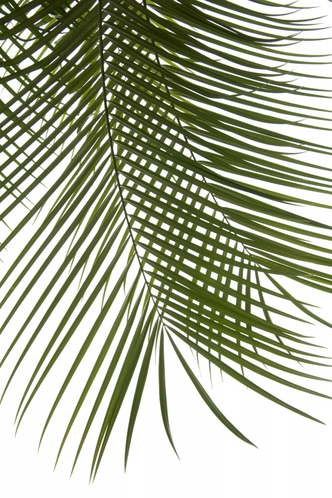 Palm Leaves Foliage Photo IV von amini54