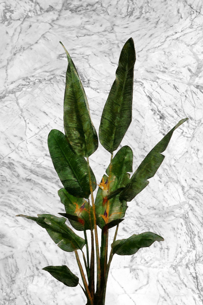 Bird of Paradise Plant on Marble Wall von amini54