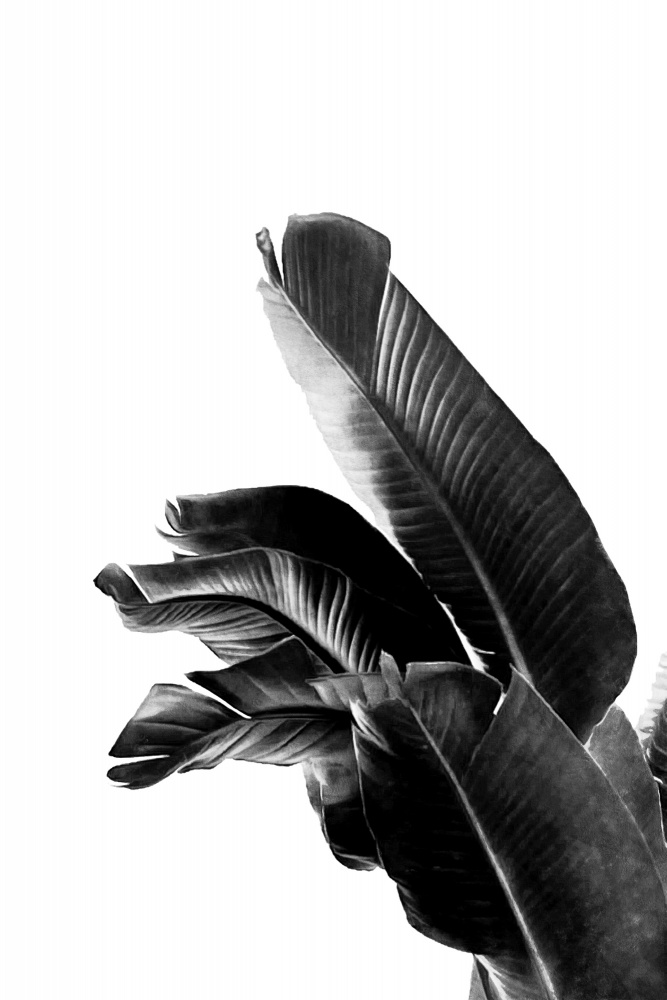 Bird of Paradise Plant Black and White 01 von amini54