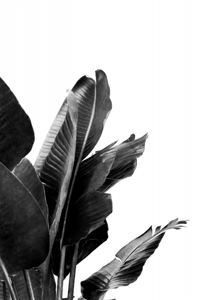 Bird of Paradise Plant Black and White 02 von amini54