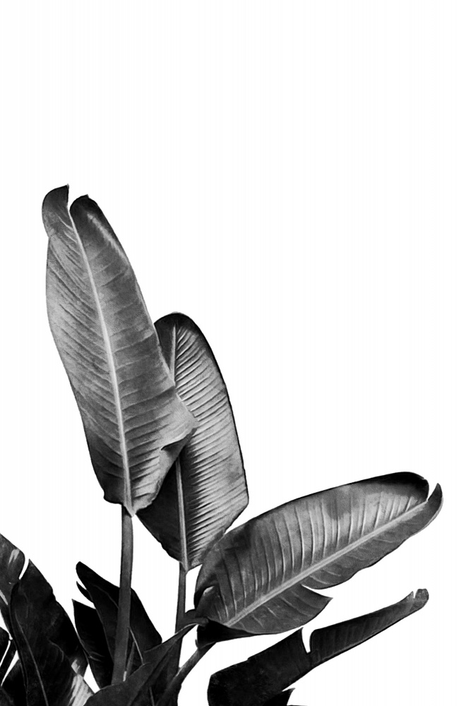 Bird of Paradise Plant Black and White 03 von amini54