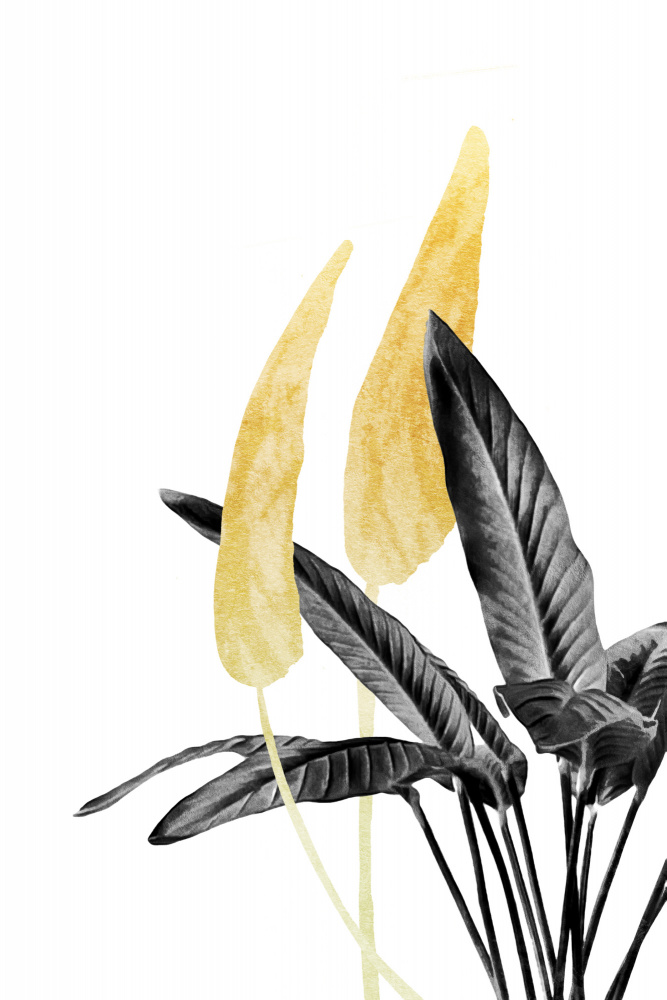 Bird of Paradise Plant Black, White and Gold 01 von amini54