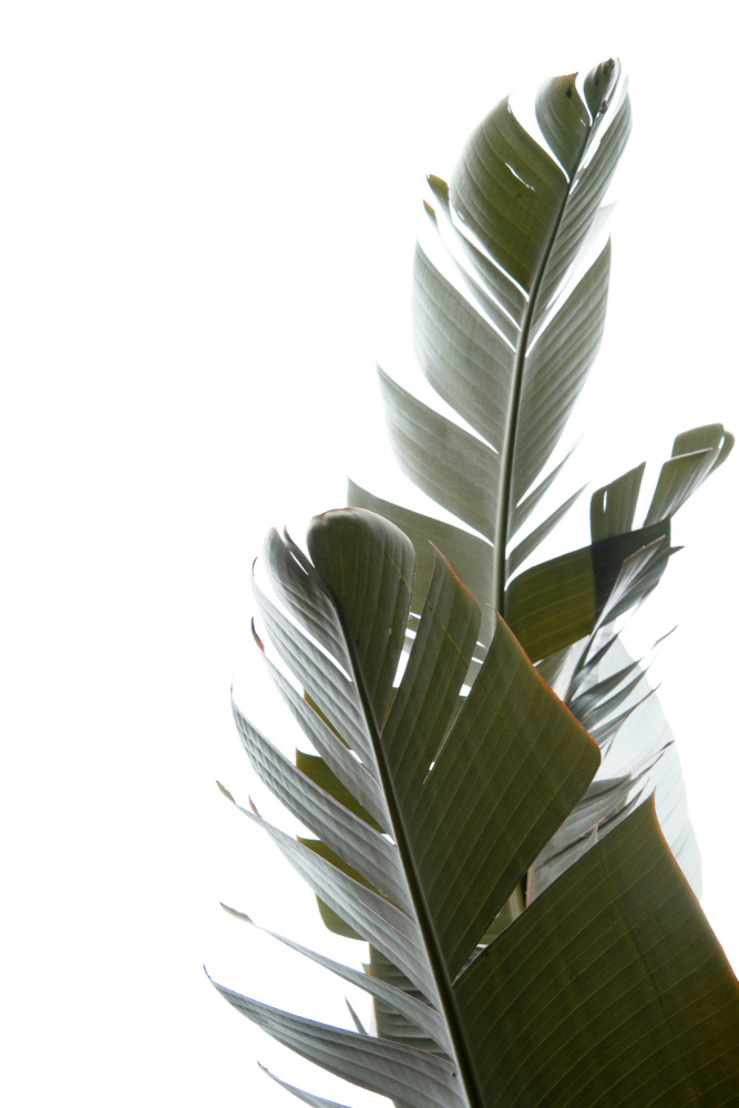 Travellers Palm Leaves Photo 05 von amini54