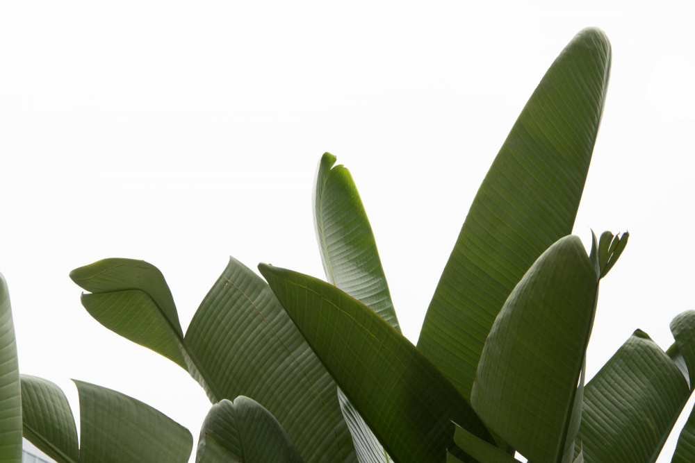 Travellers Palm Leaves Foliage Photo 03 von amini54