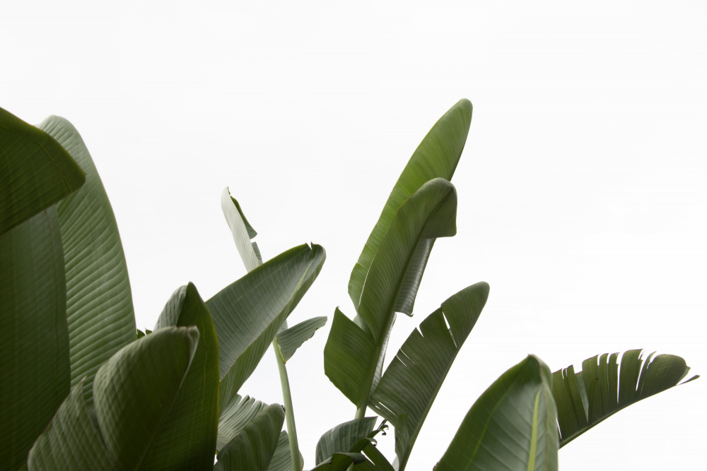 Travellers Palm Leaves Foliage Photo 04 von amini54