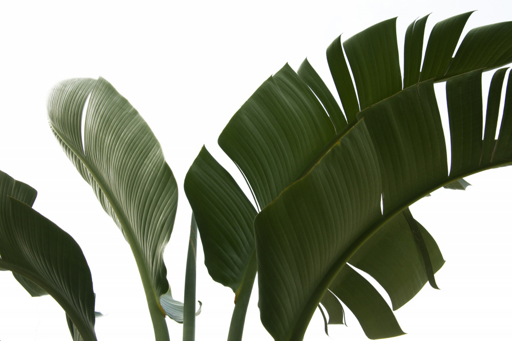 Travellers Palm Leaves Foliage Photo 06 von amini54