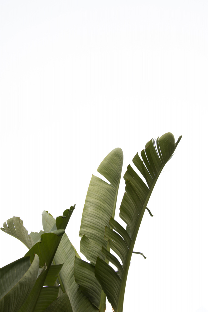 Travellers Palm Leaves Foliage Photo 07 von amini54