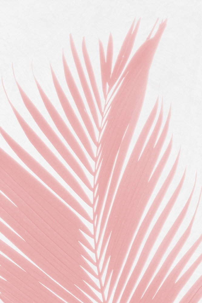 Pink Palm Leaves Silhouette von amini54