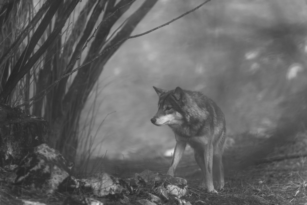 the European gray wolf stands in the forest von Amir Bajrich