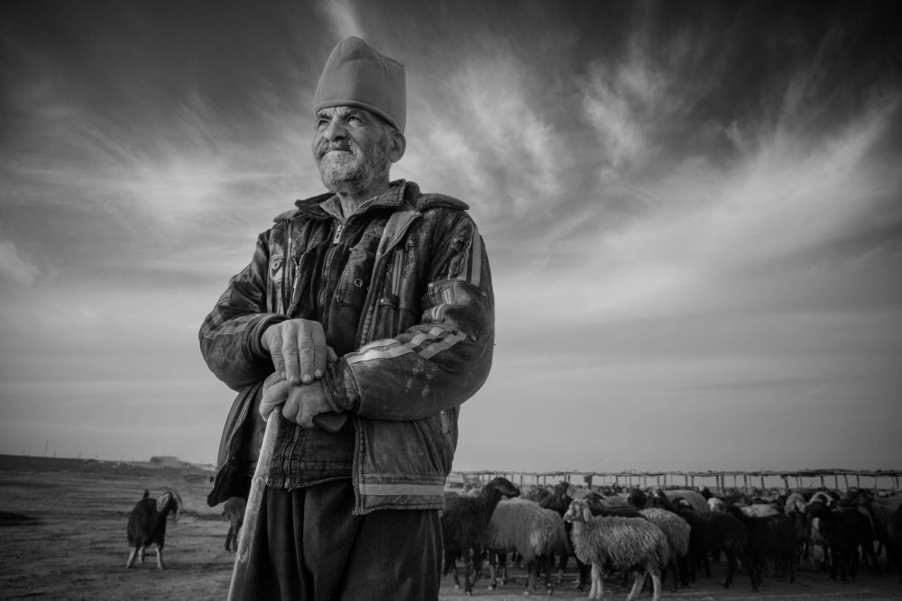 The shepherd von amir masoud arabshshi