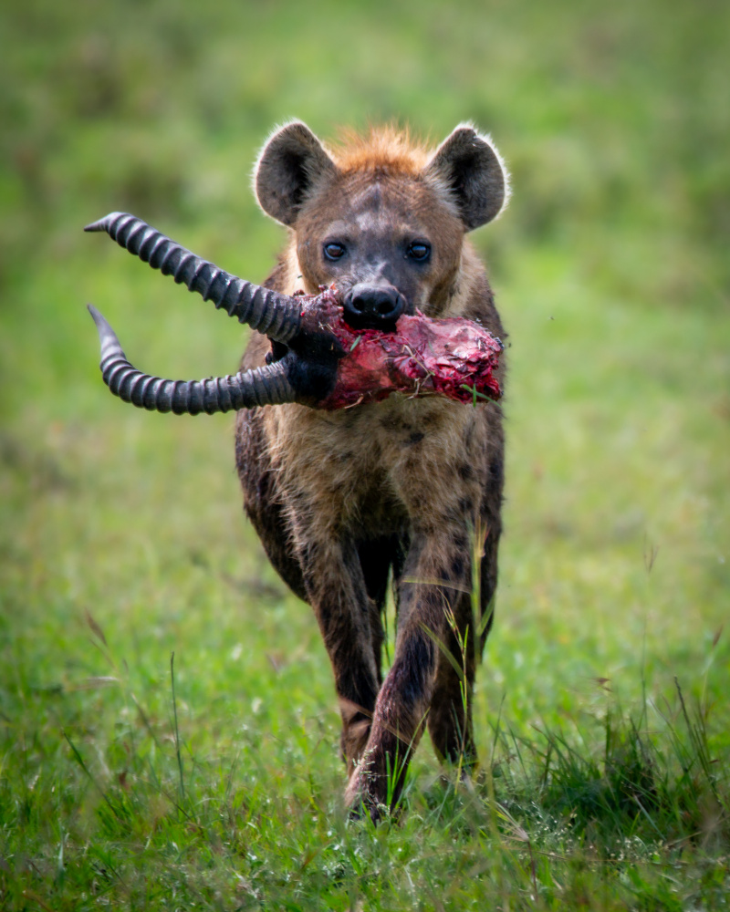 Heinous Hyena von Amro