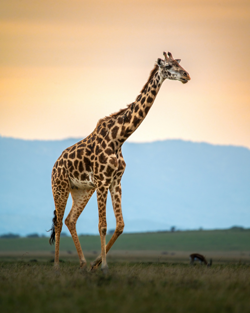 Solitary Beauty von Amro