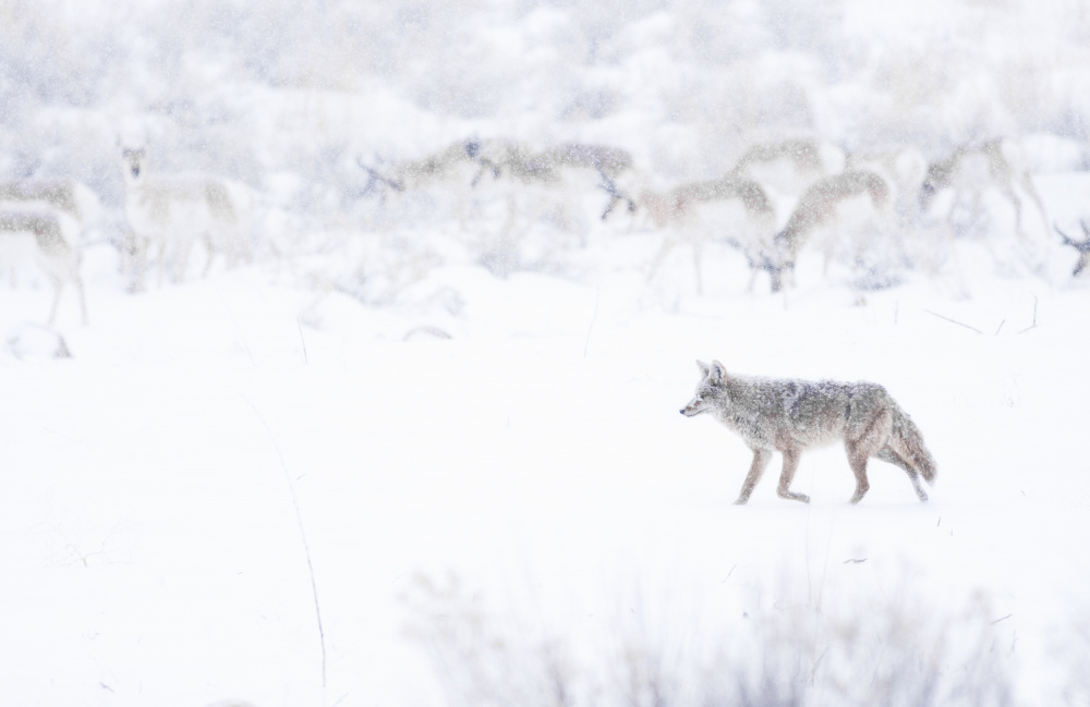 Coyote Hunting in Blizzard von Amy Marques