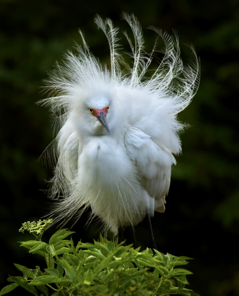 Snowy Egret von Amy Marques