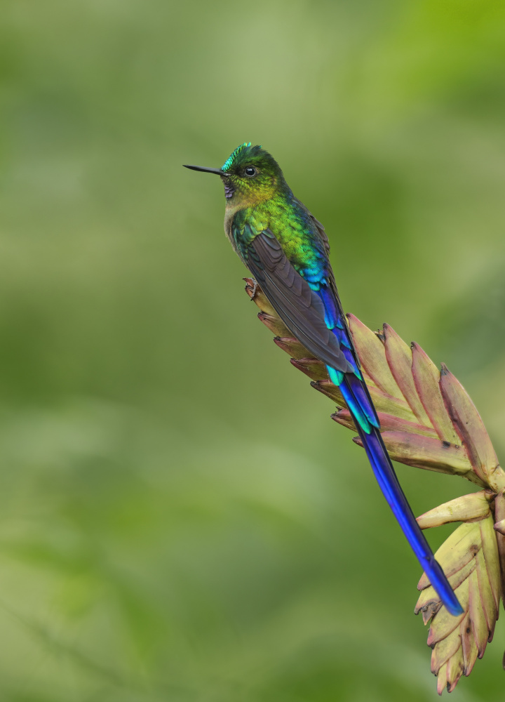 Violet-tailed Sylph Hummingbird von Amy Marques