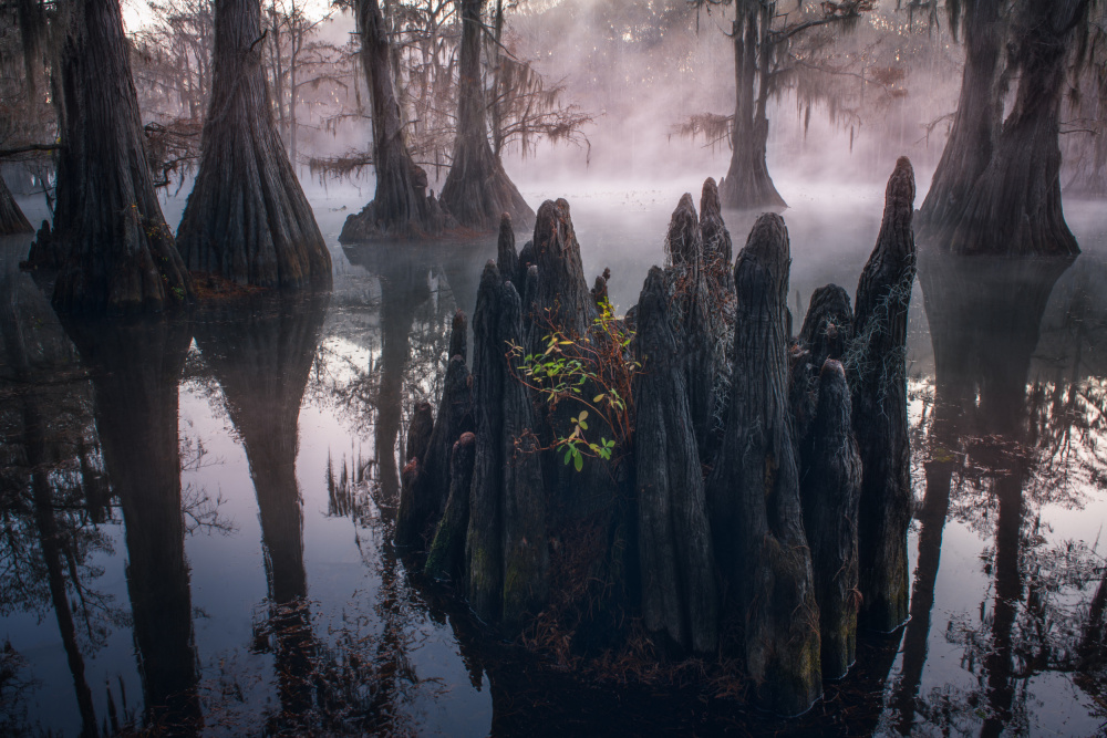 CYPRESS SWAMPS von Ana amtmann