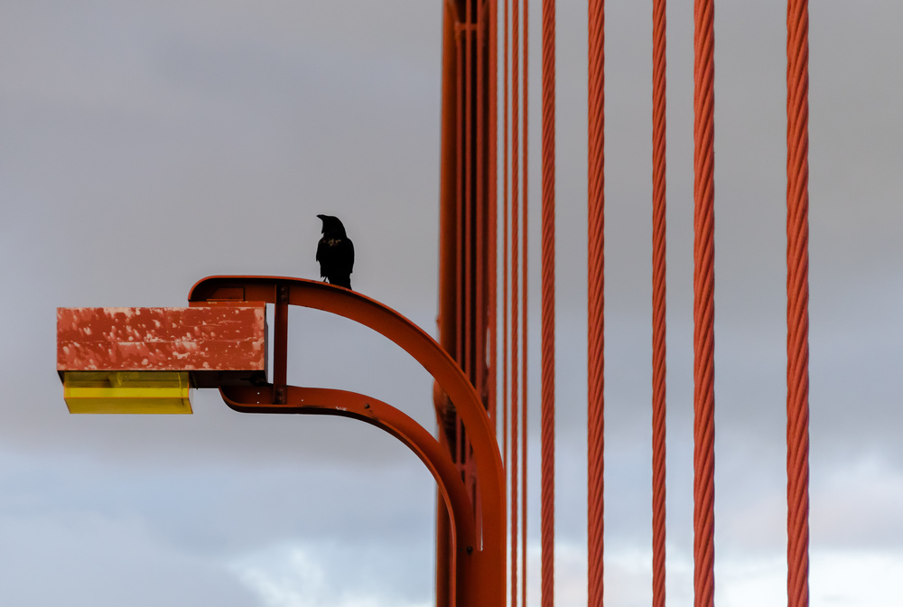 Golden Gate Crow von Anatoliy Kosterev