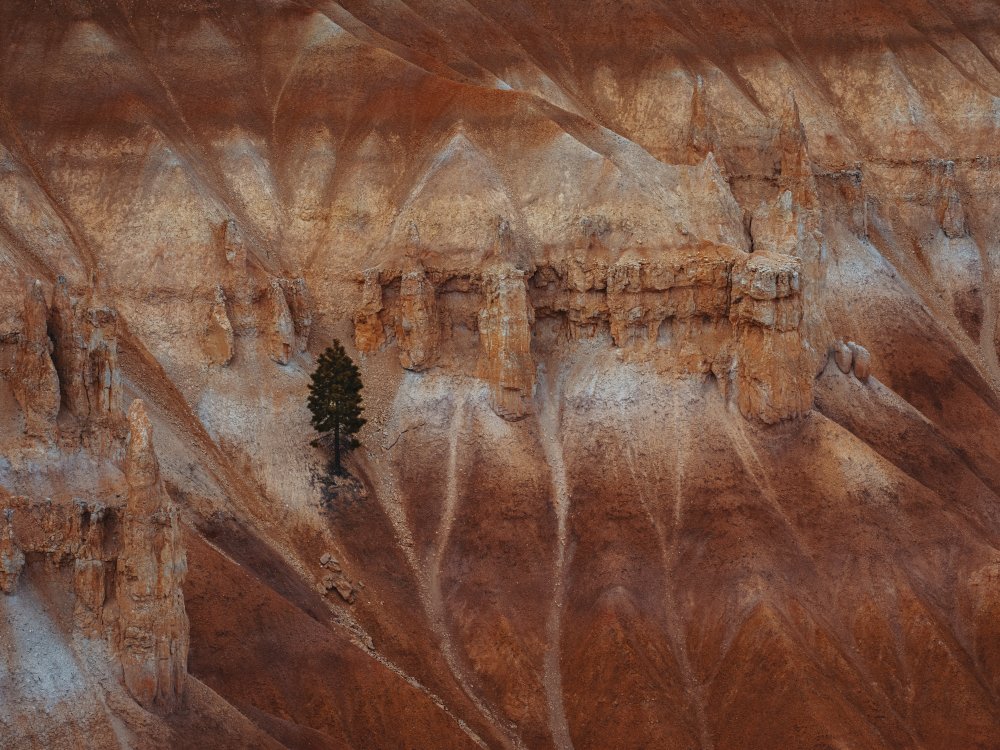 A pine tree on the steep cliff von Anchor Lee