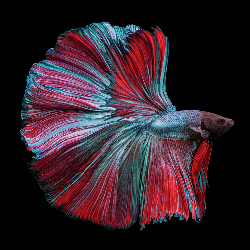 Betta Fish Red and Blue von Andi Halil