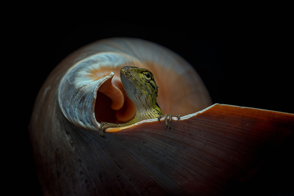 The Snail Home von Andi Halil