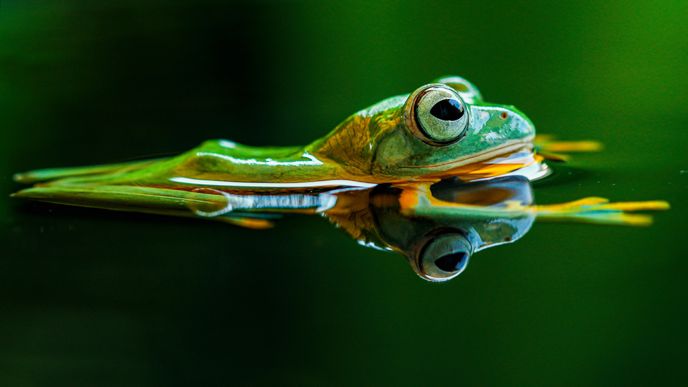 The Flying Frog von Andi Halil