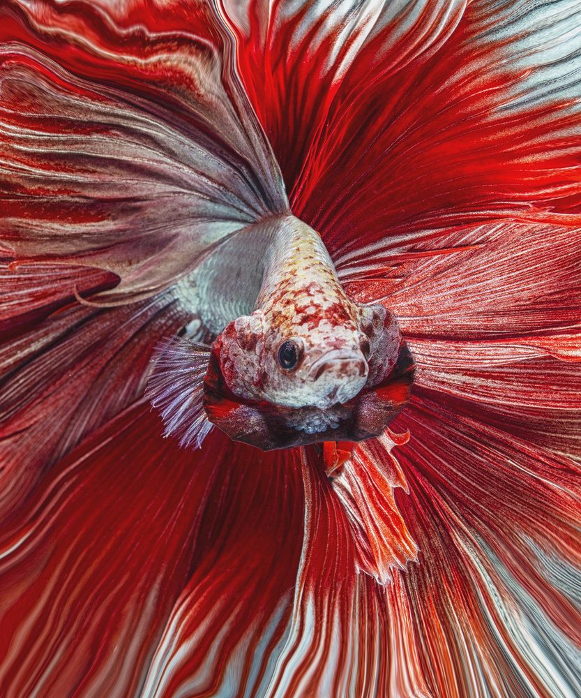 The Red Fish von Andi Halil