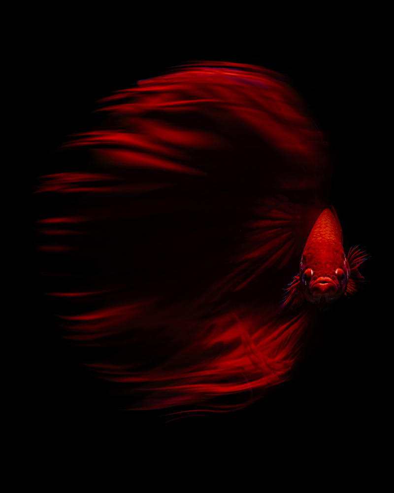 The Red Betta von Andi Halil