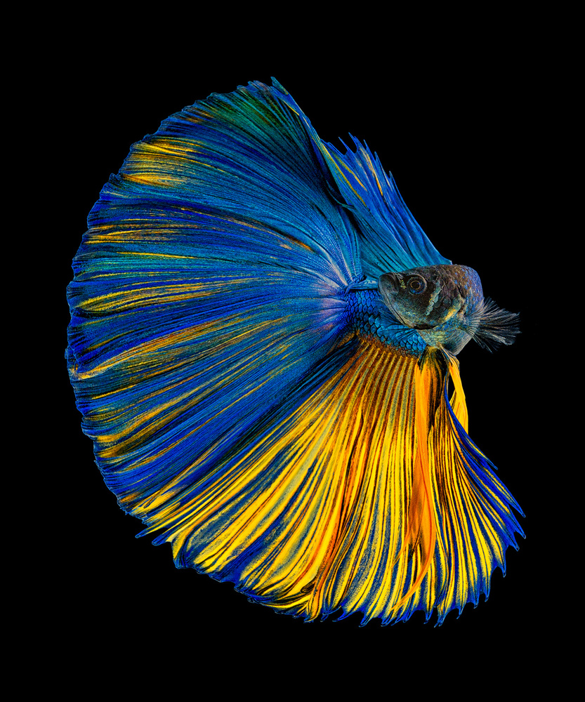 Yellow &amp; Blue von Andi Halil