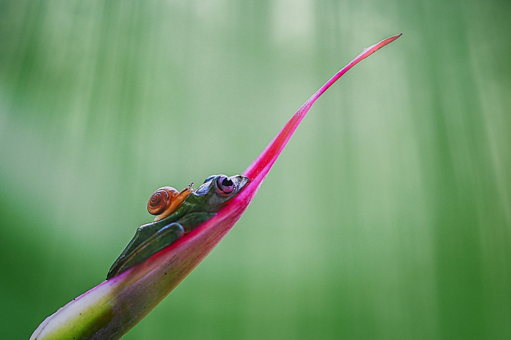 Story Snail and Frog von Andi Halil