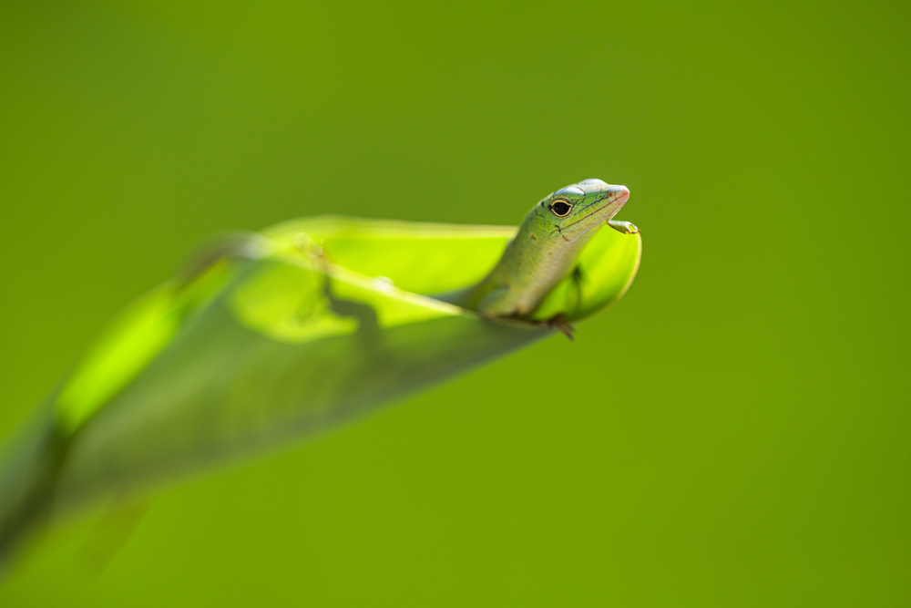 Green Lizard von Andi Halil