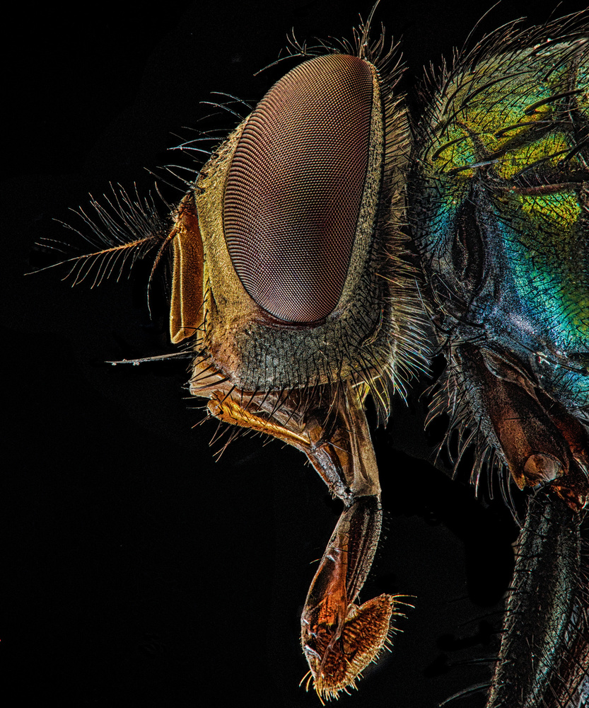 Lucilia sericata von Andi Halil