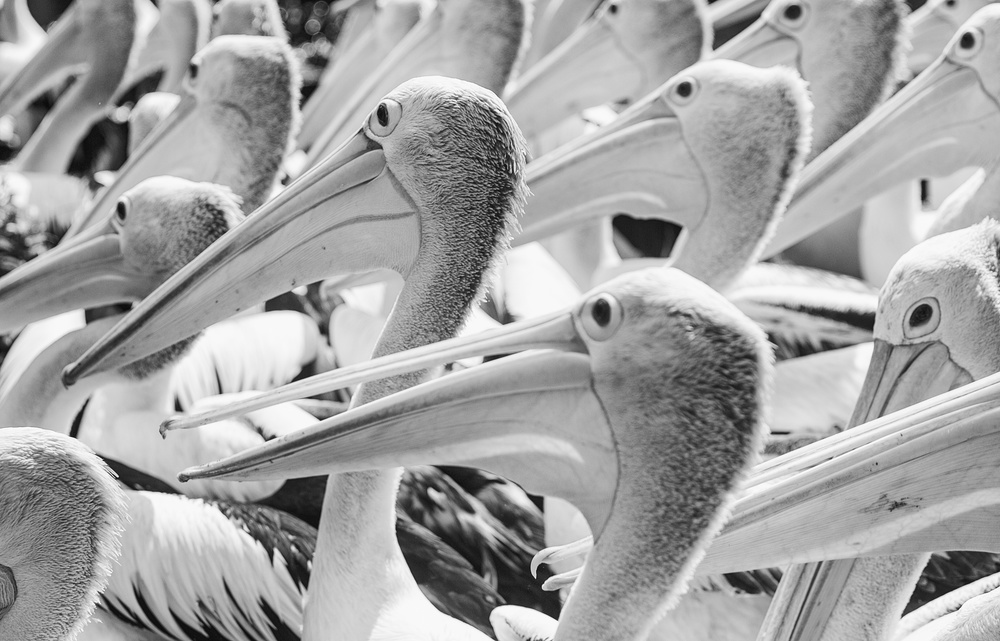 Pelicans von Andi Halil