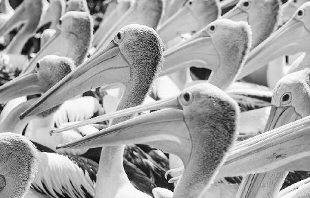 Pelicans