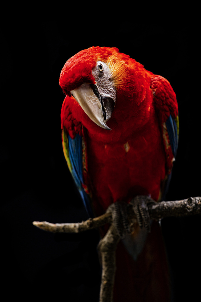 Portrait of Scarlet Macaw von Andi Halil