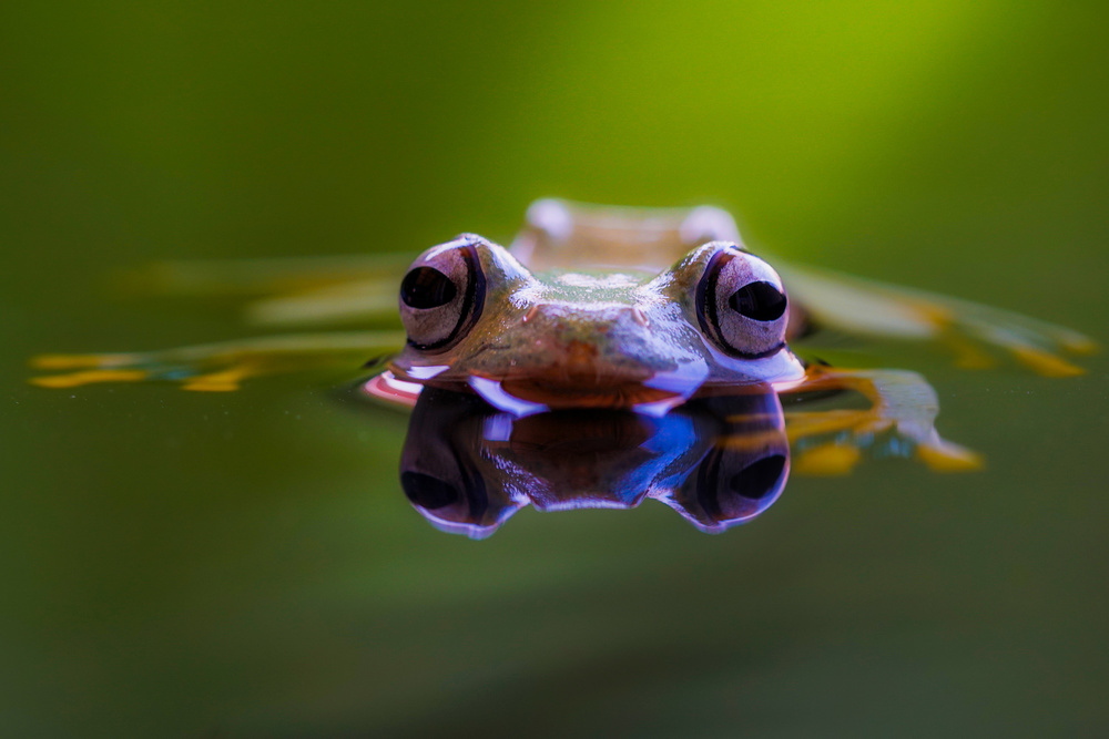 Wallace Flying Frog von Andi Halil