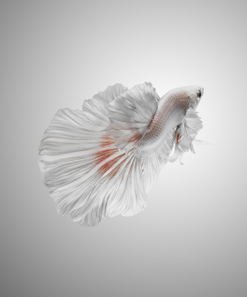 White Betta von Andi Halil