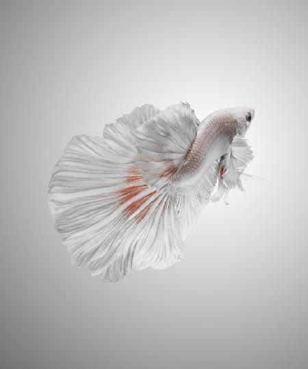 White Betta