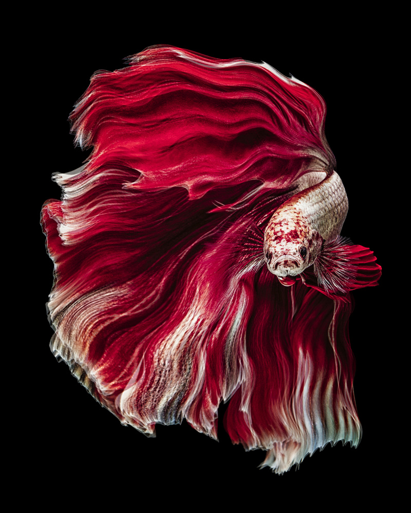 Wave Betta von Andi Halil