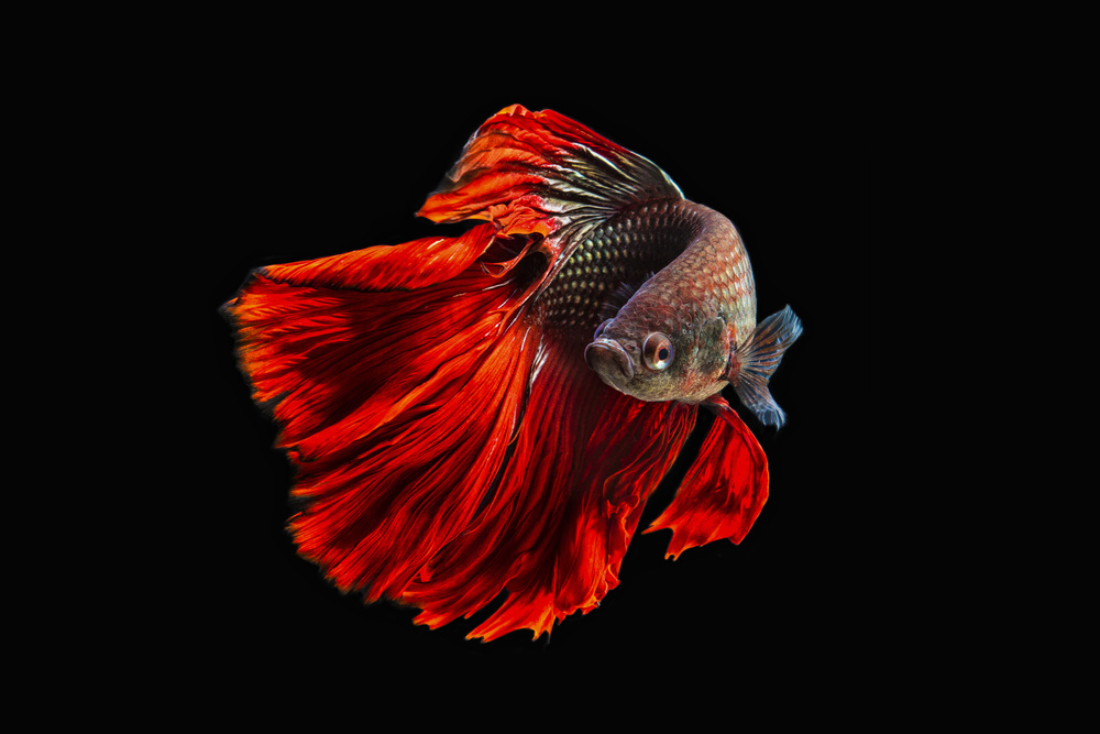 Angry fish von Andi Halil