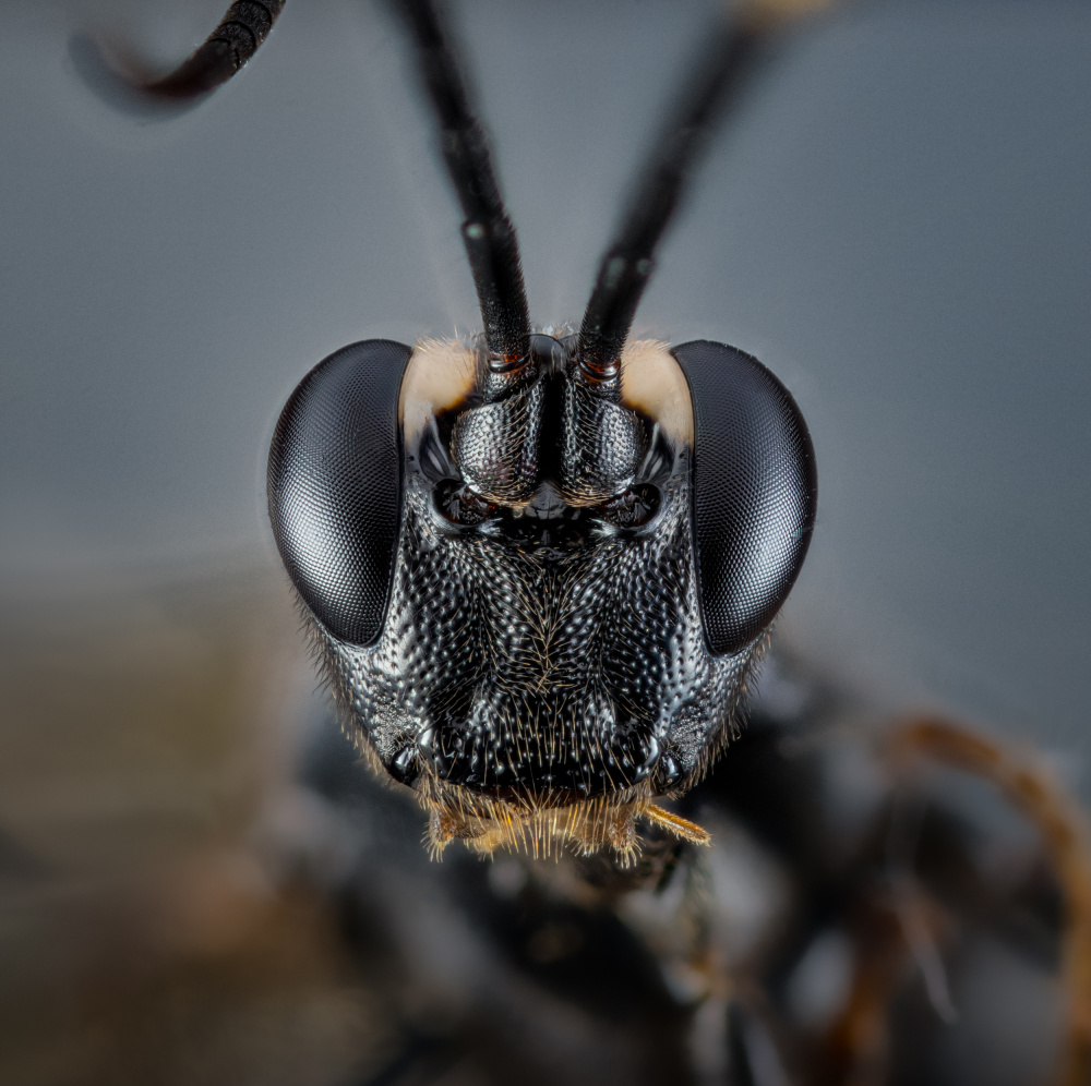 Cerambycidae I von Andre J Fjørtoft